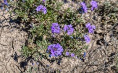 Suttle and Company Real Estate