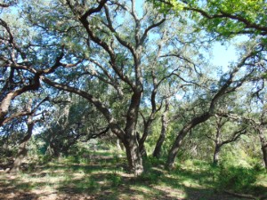 Texas Hill Country and Frio Canyon Properties